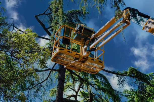 Best Residential Tree Removal  in Auburn, WA